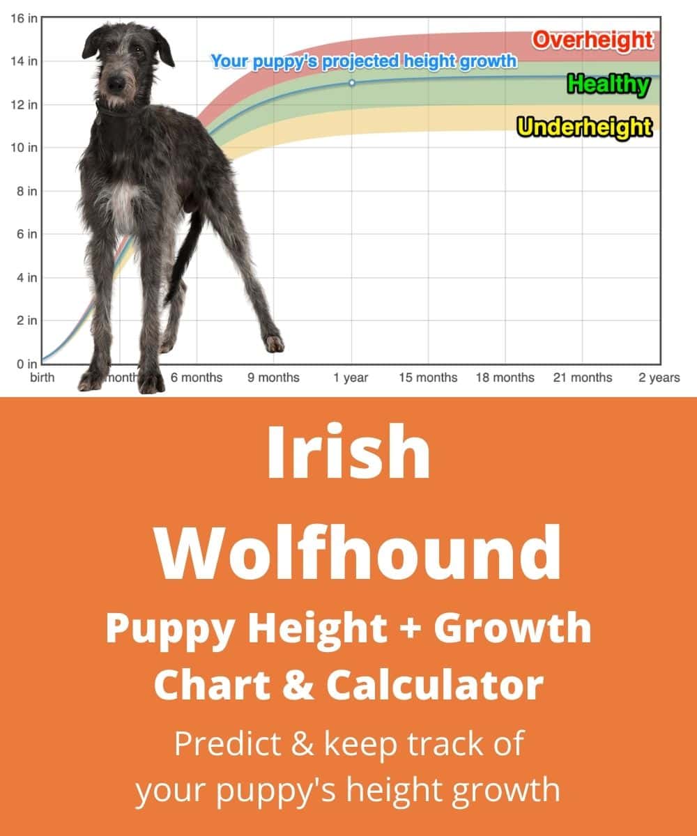 irish-wolfhound Puppy height Growth Chart